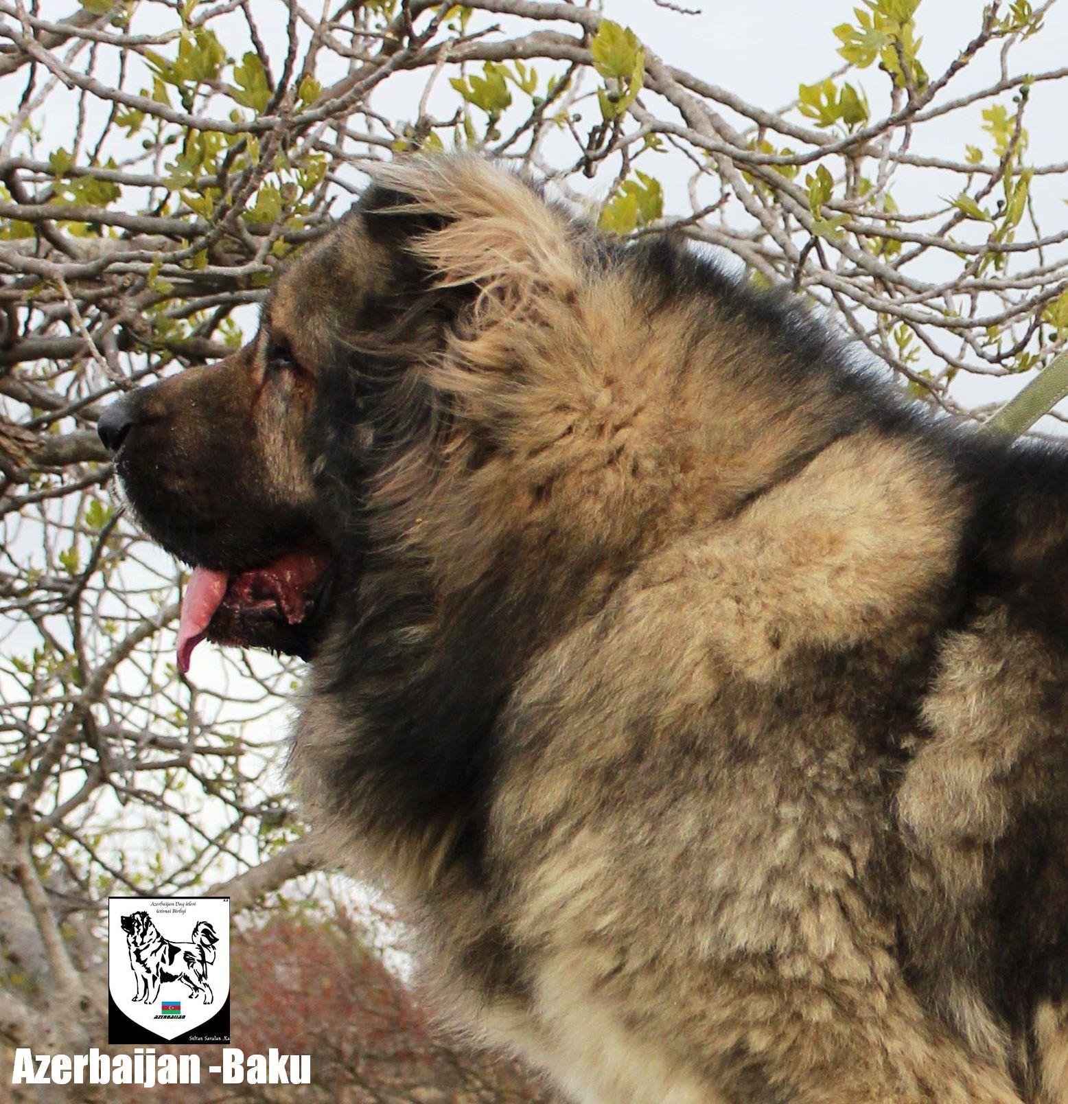 Azerbaijan  breeds