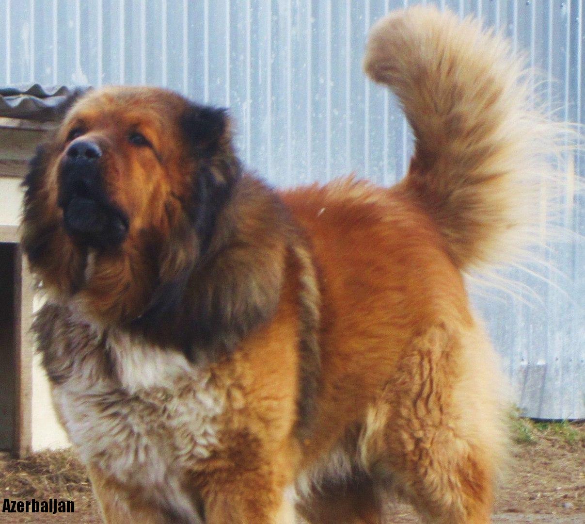 Azerbaijan Breeds