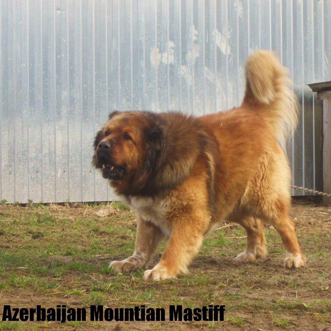 Azerbaijan Breeds