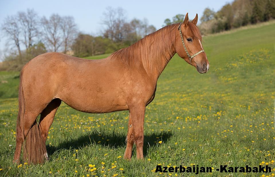 Azerbaijan breeds