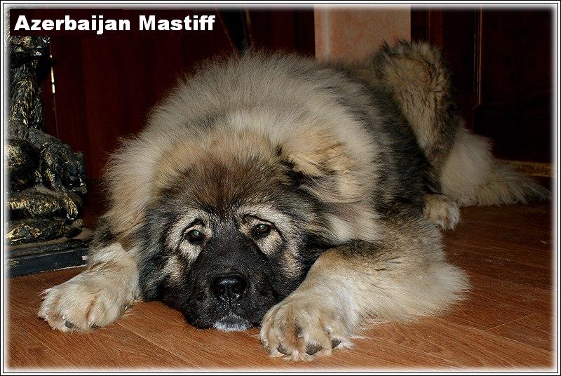 Azerbaijan breeds