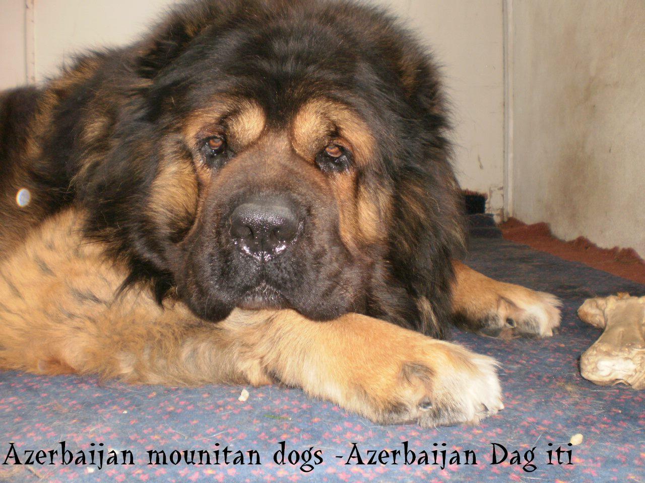 Azerbaijan dag iti 
Caucasian Shepherd Dog