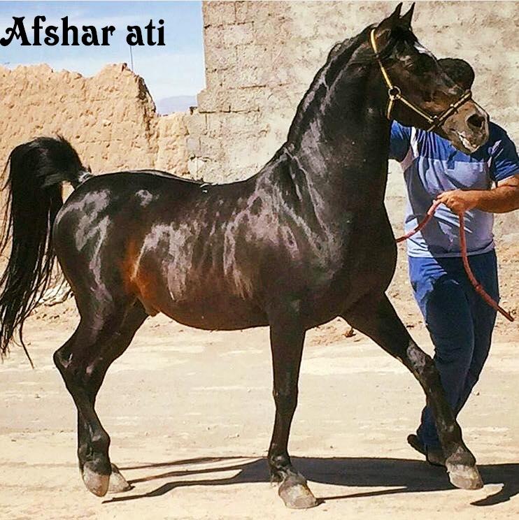 Azerbaijan Horse Breeds Afshar