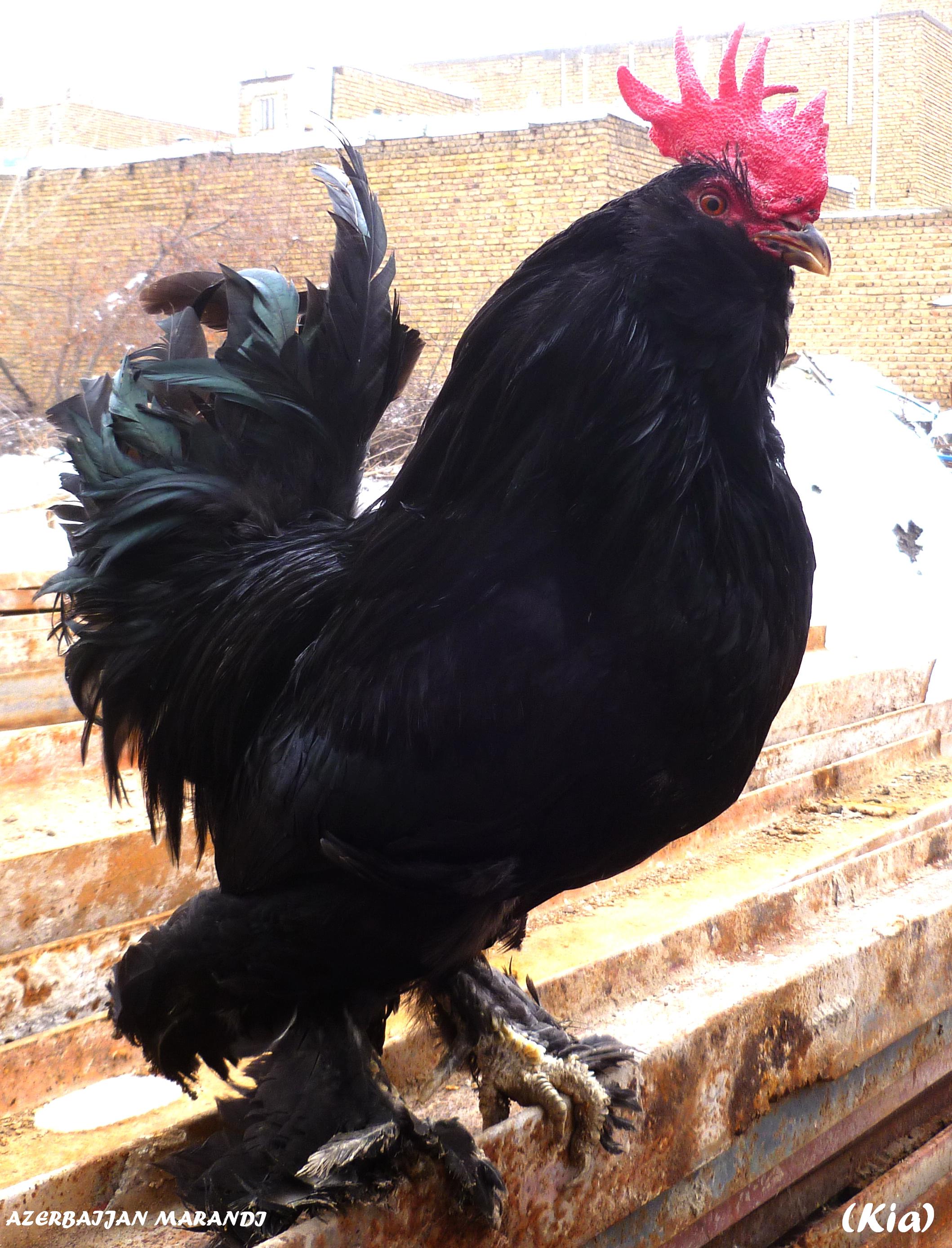AZERBAIJAN MARAND BREED
Rare Breed Poultry
black Azerbaijan