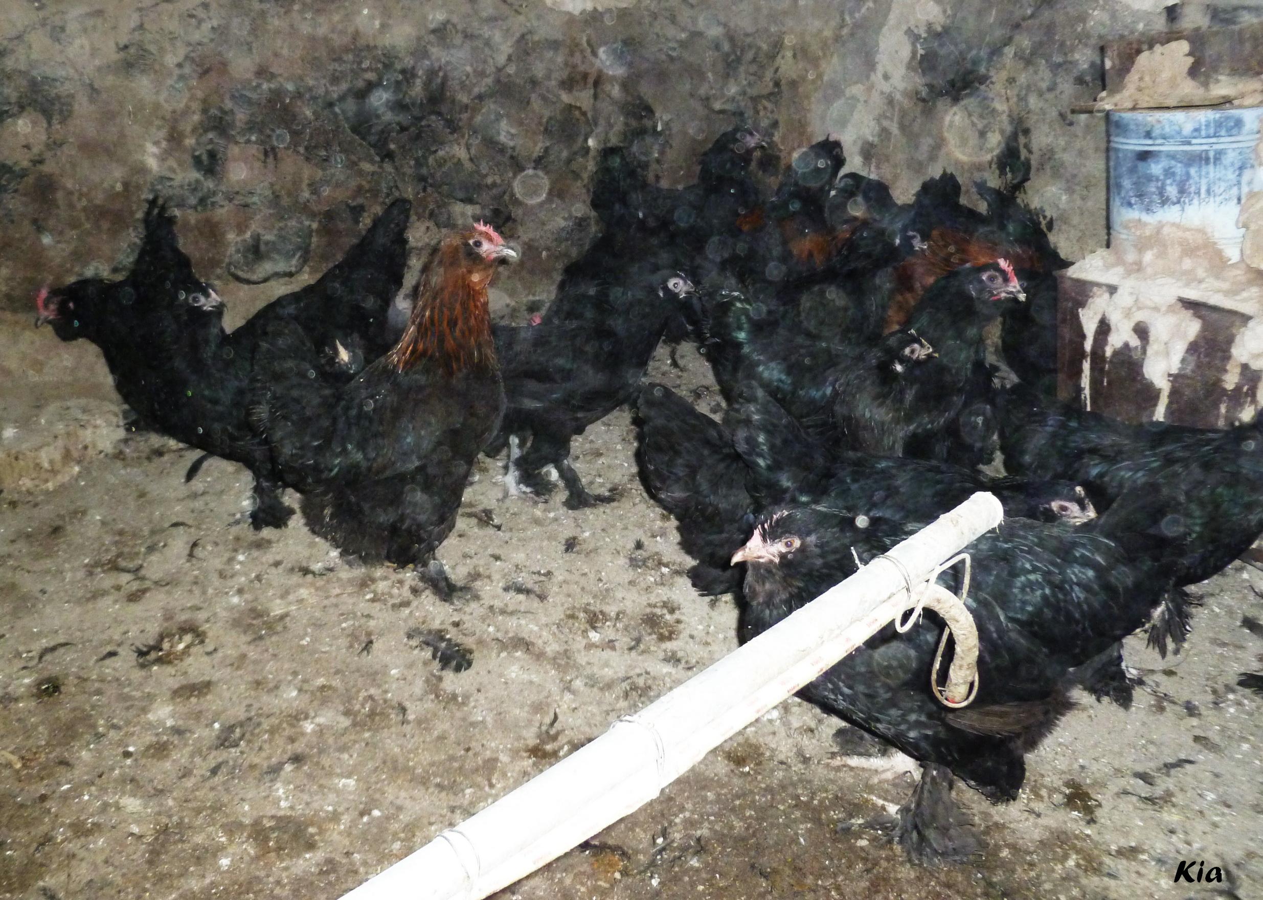 AZERBAIJAN MARAND 
IR-