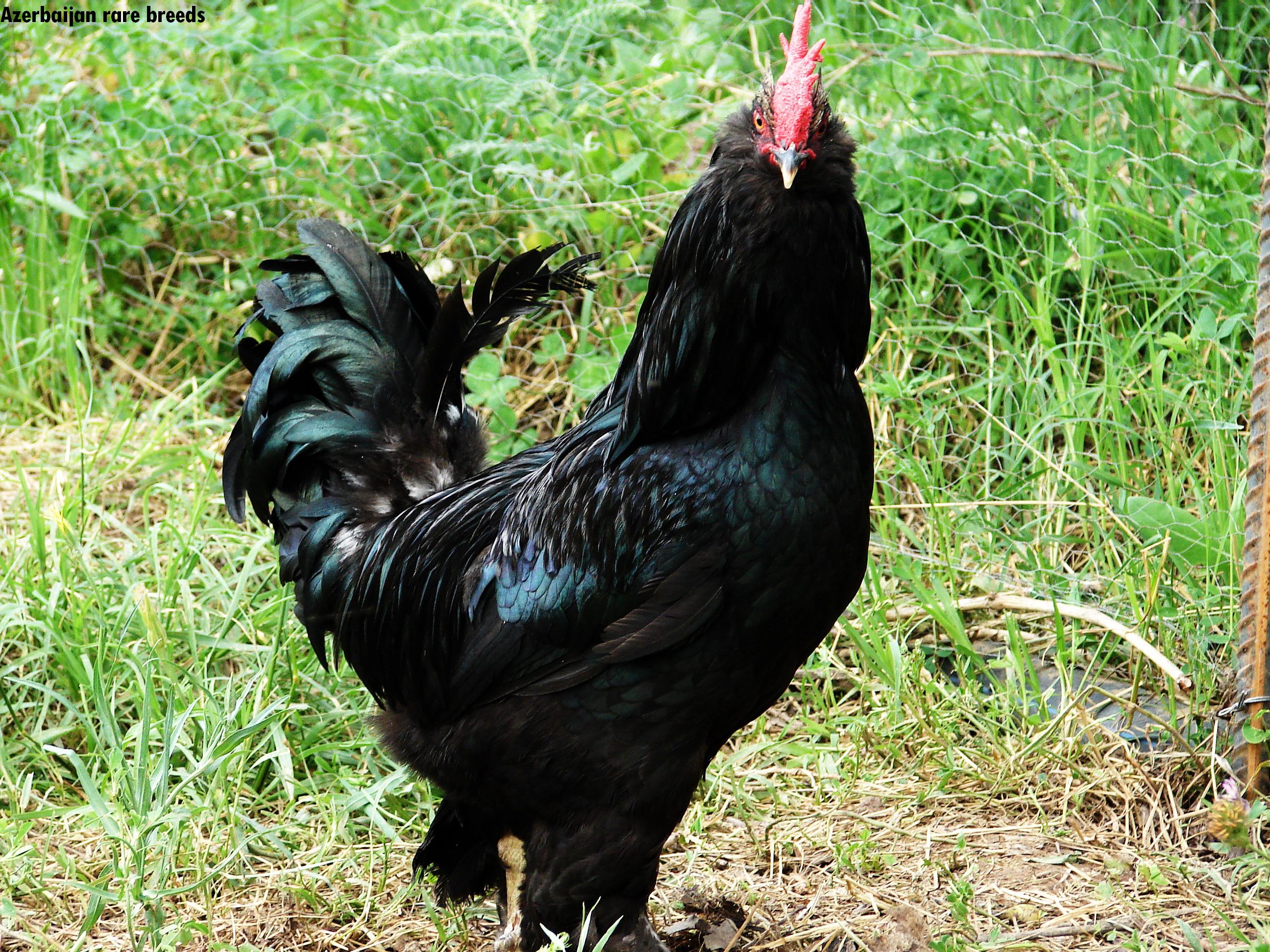 azerbaijan marand pule