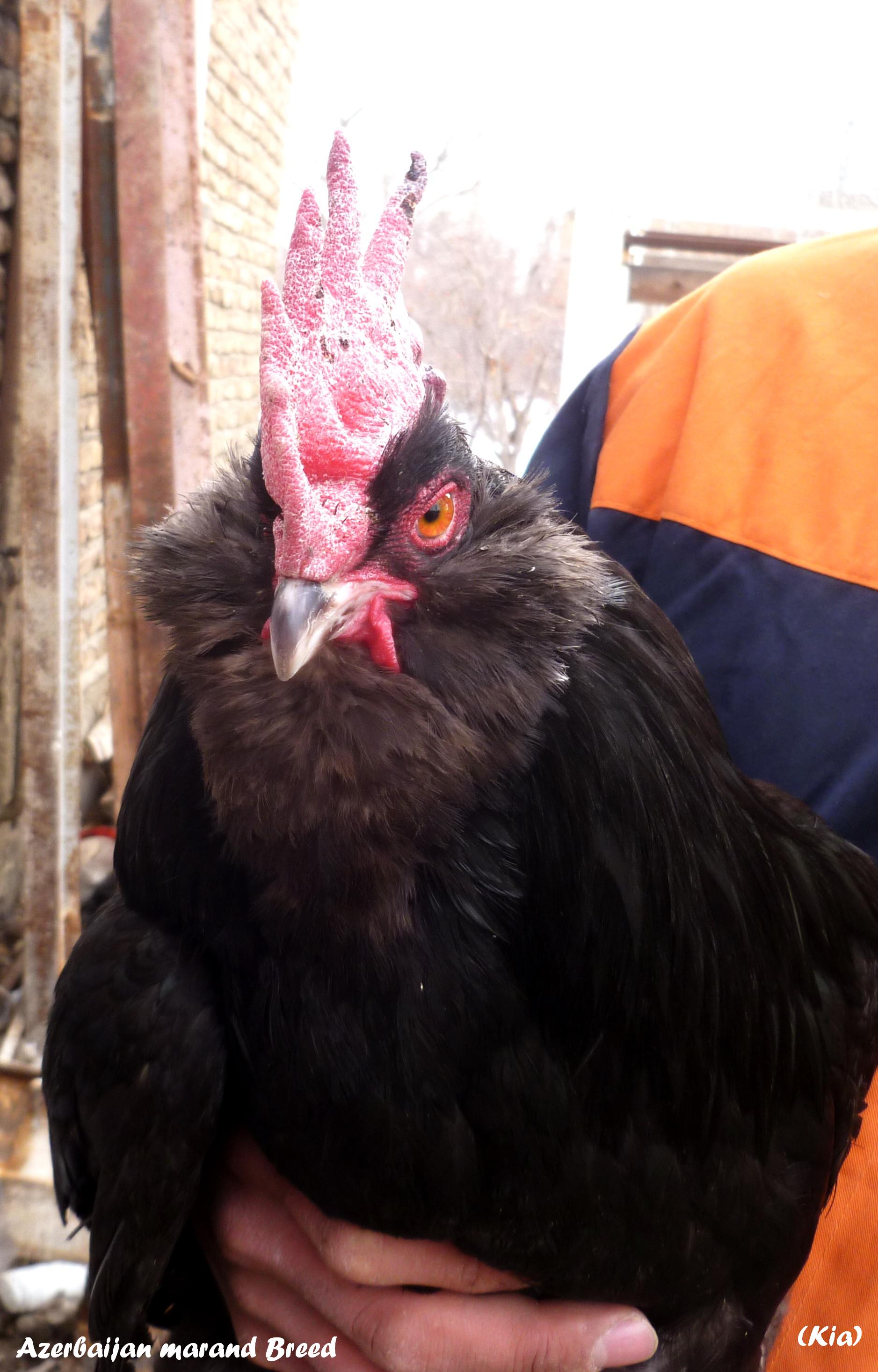 AZERBAIJAN MARAND 
Rare Breed Poultry
black Azerbaijan
