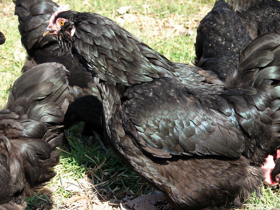 azerbaijan marandi breeds