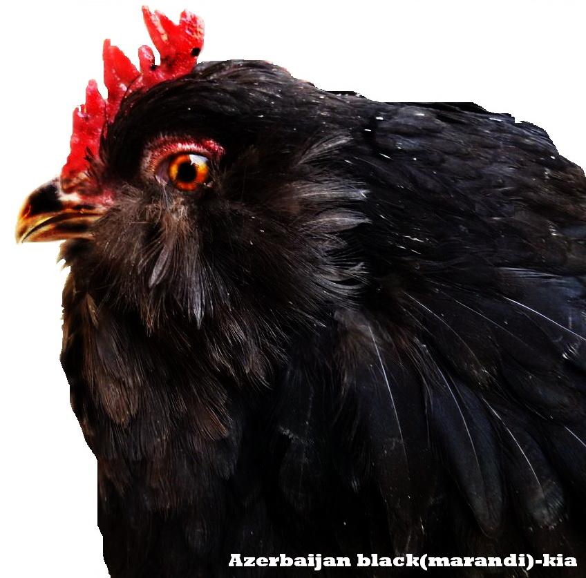 azerbaijan 

marandi