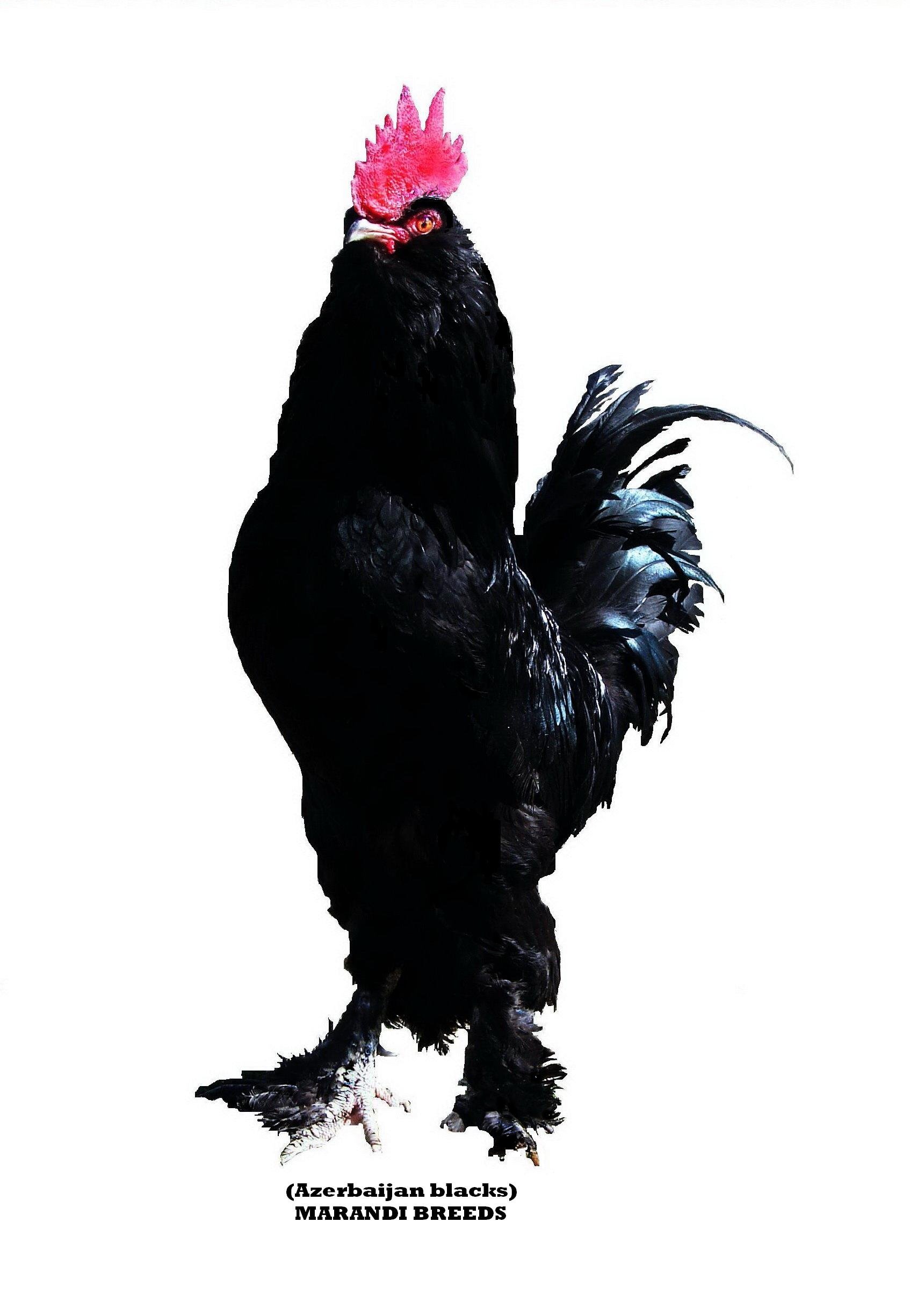 azerbaijan 

marandi