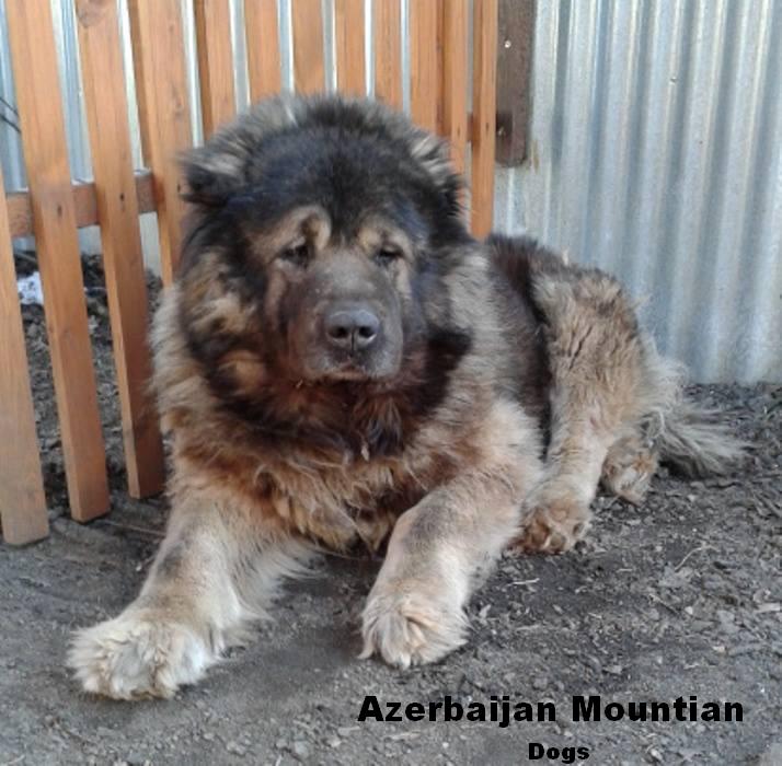 Azerbaijan Mastiff

Azerbaijan Breeds