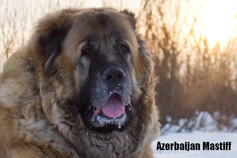 Azerbaijan Mastiff