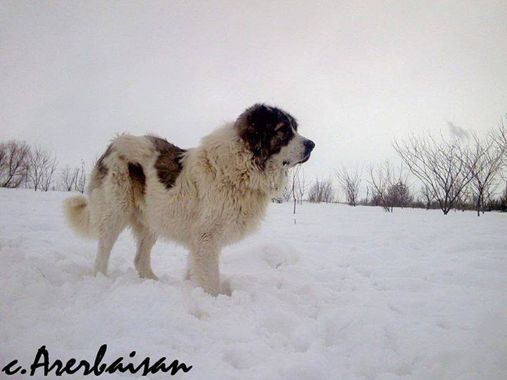 Azerbaijan Mastiff