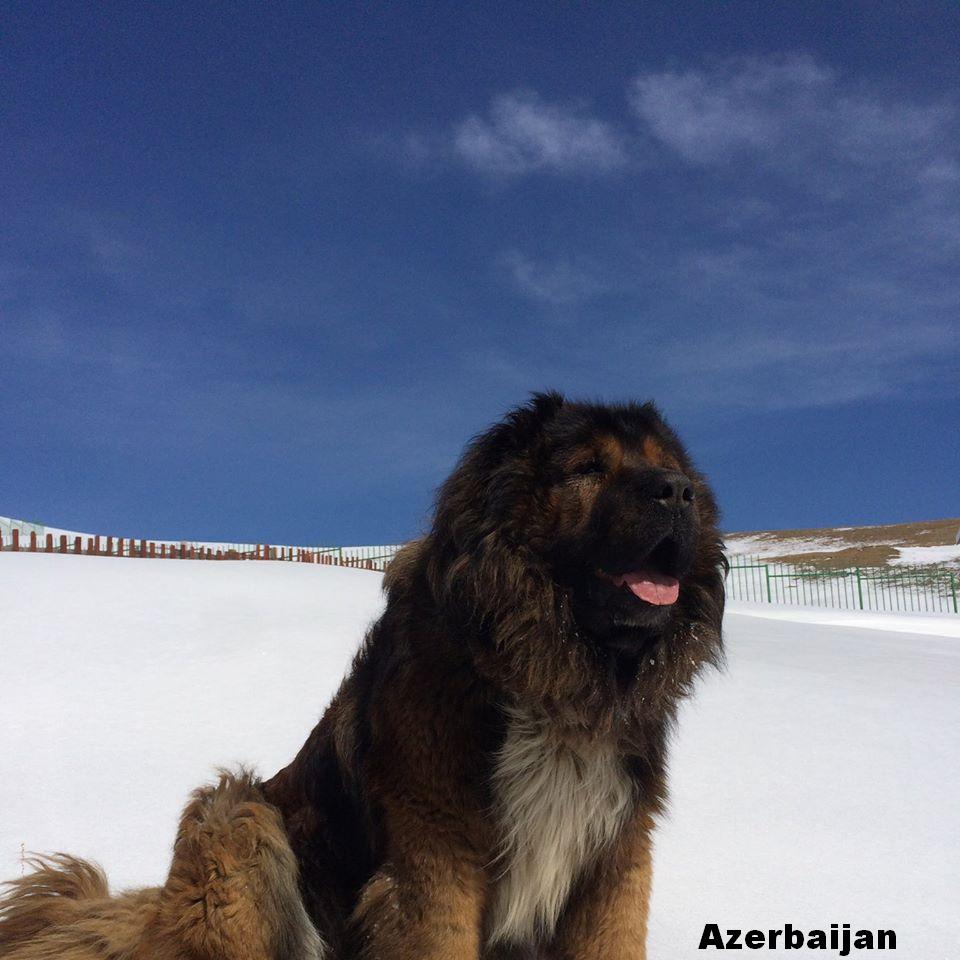 Azerbaijan Mastiff