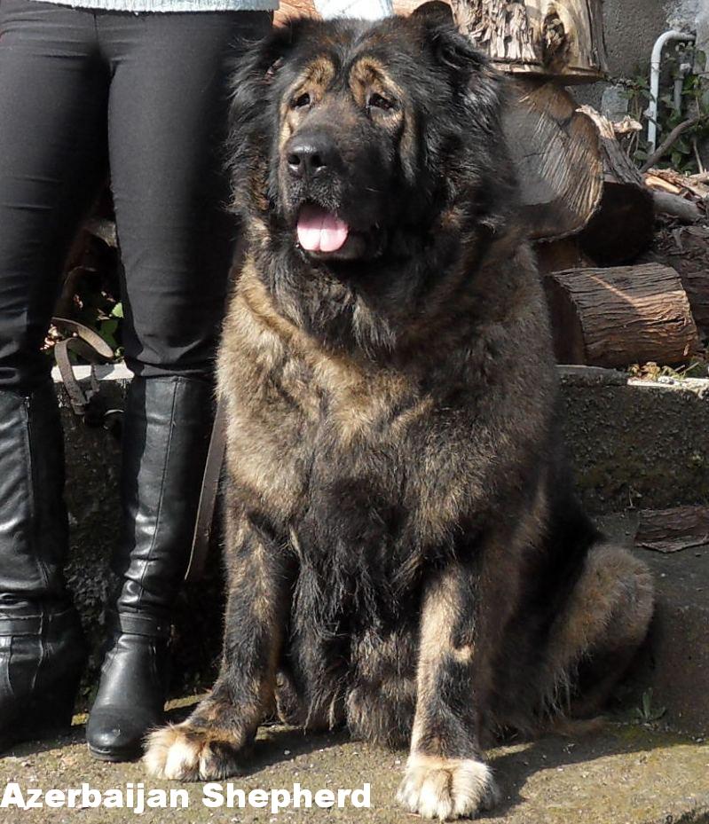 Azerbaijan mastiff