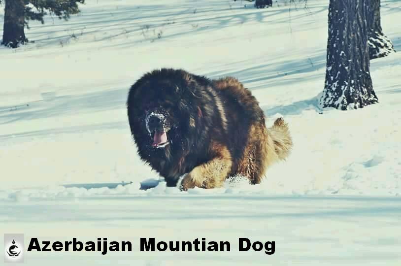Azerbaijan mastiff
