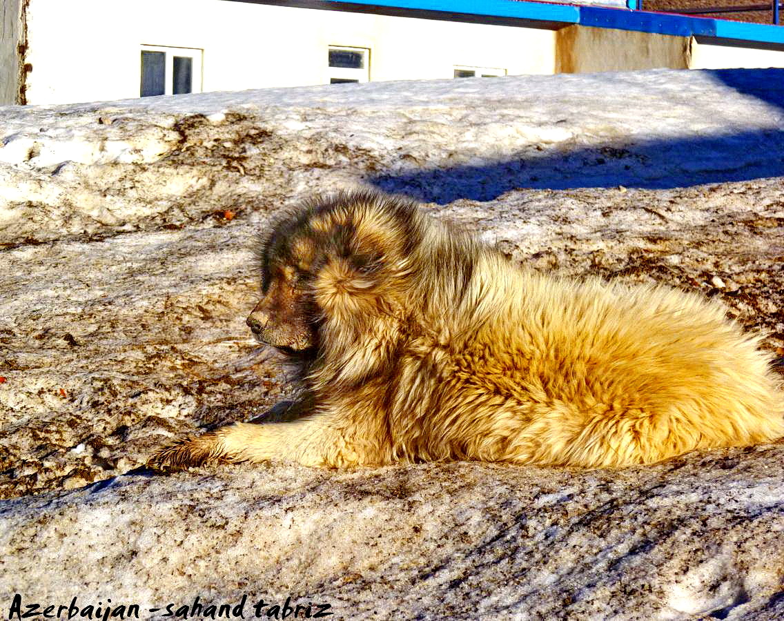 Azerbaijan mountian breeds