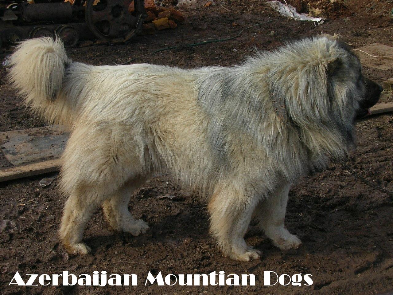 Azerbaijan Mountian Dogs