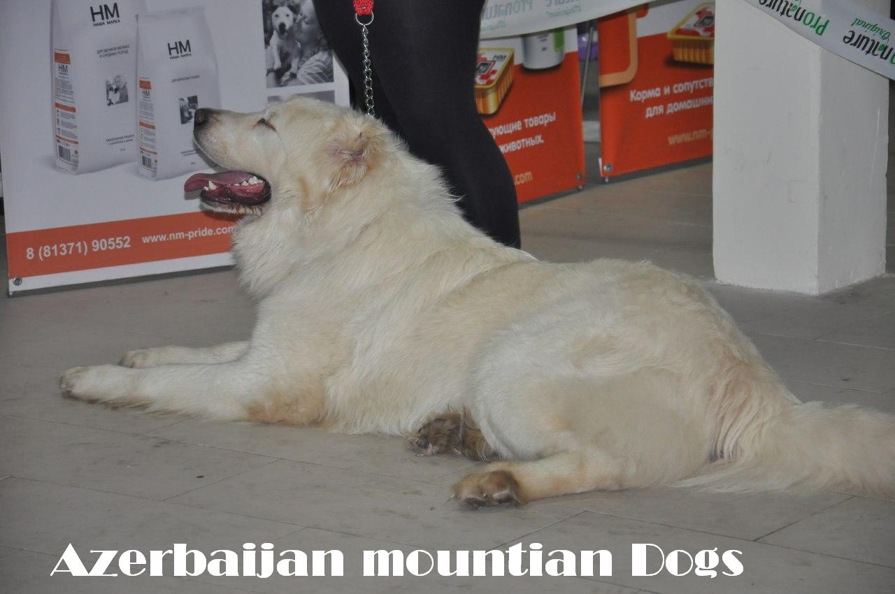 Azerbaijan Mountian Dogs