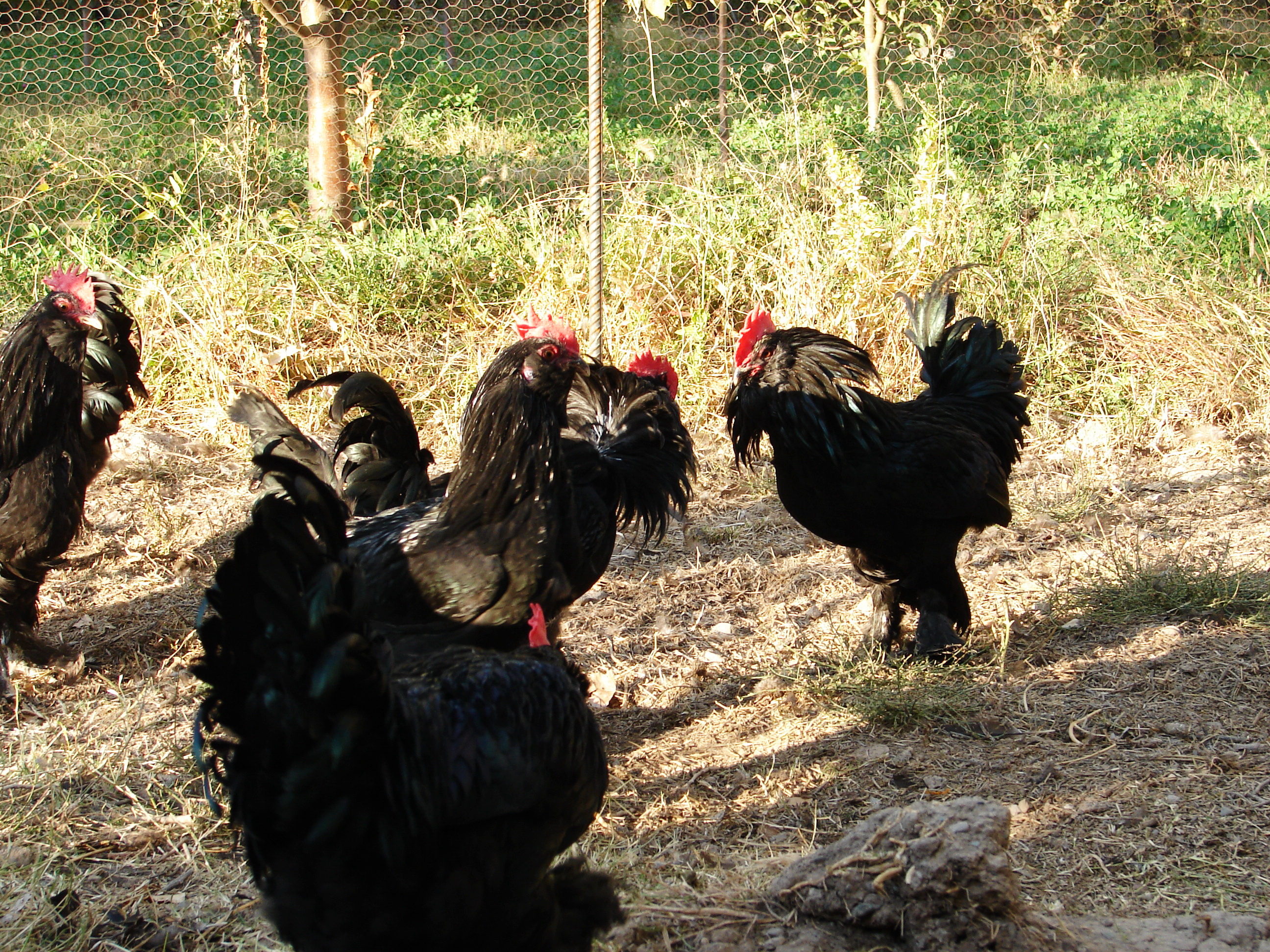 azerbaijan poultry 
breed