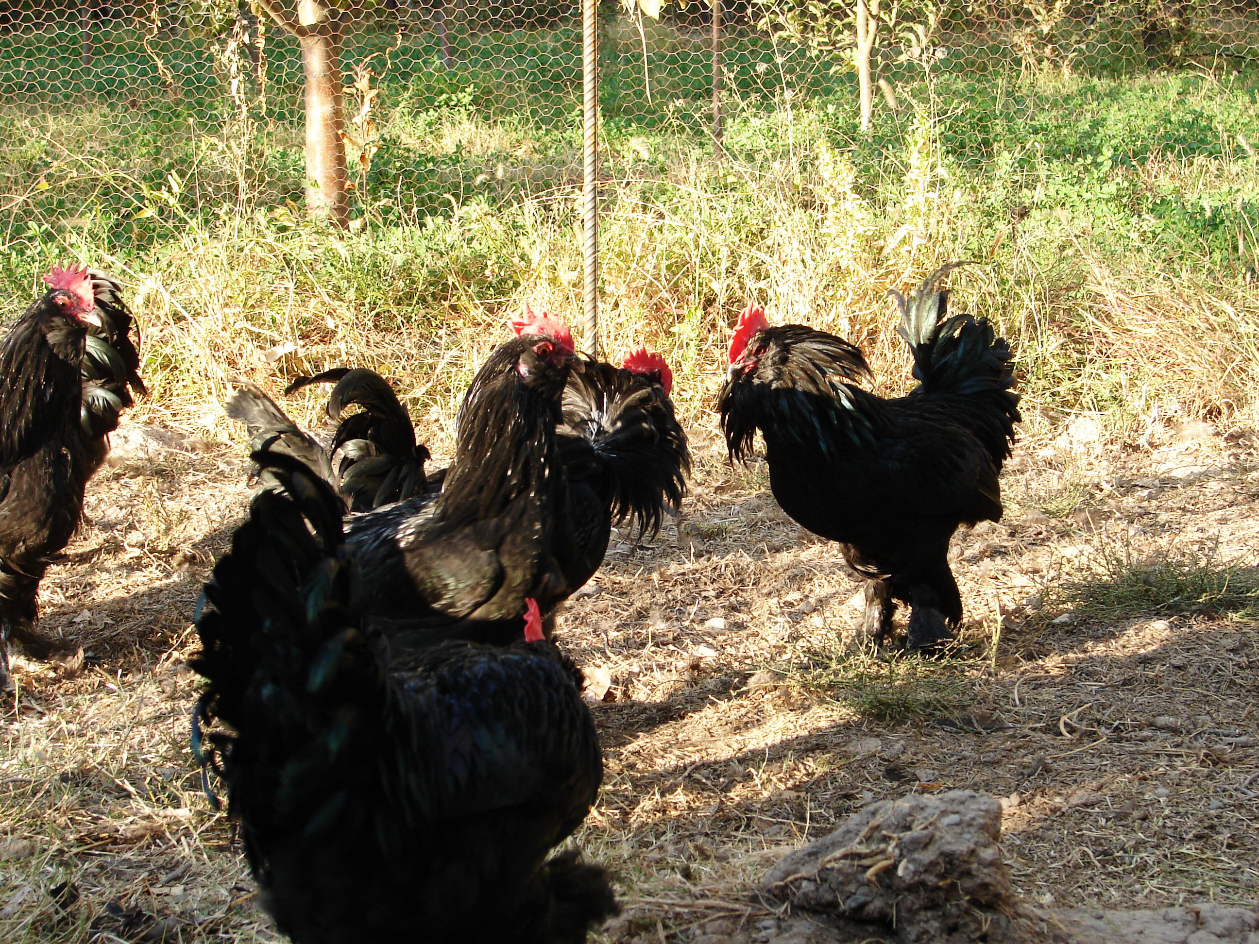 azerbaijan poultry 
breed