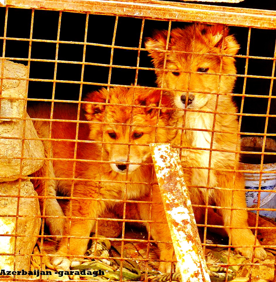 Azerbaijan puppy