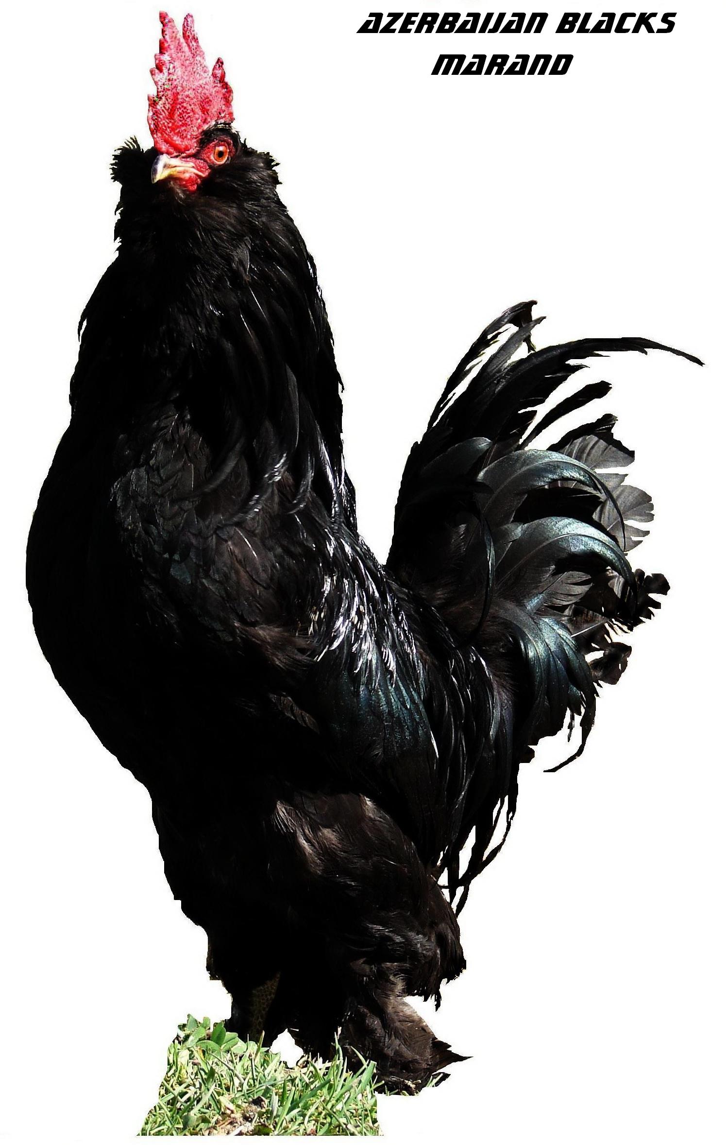 Azerbaijan  
Rare Breed Poultry
Azerbaijan breeds
rare race 
Marand
