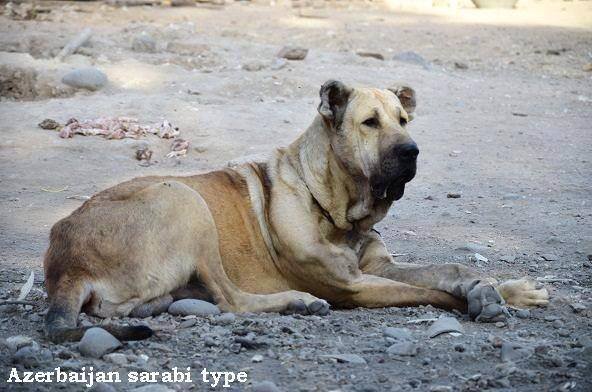 Azerbaijan sarab dog