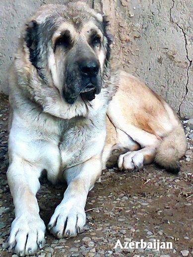 Azerbaijan sarab dog