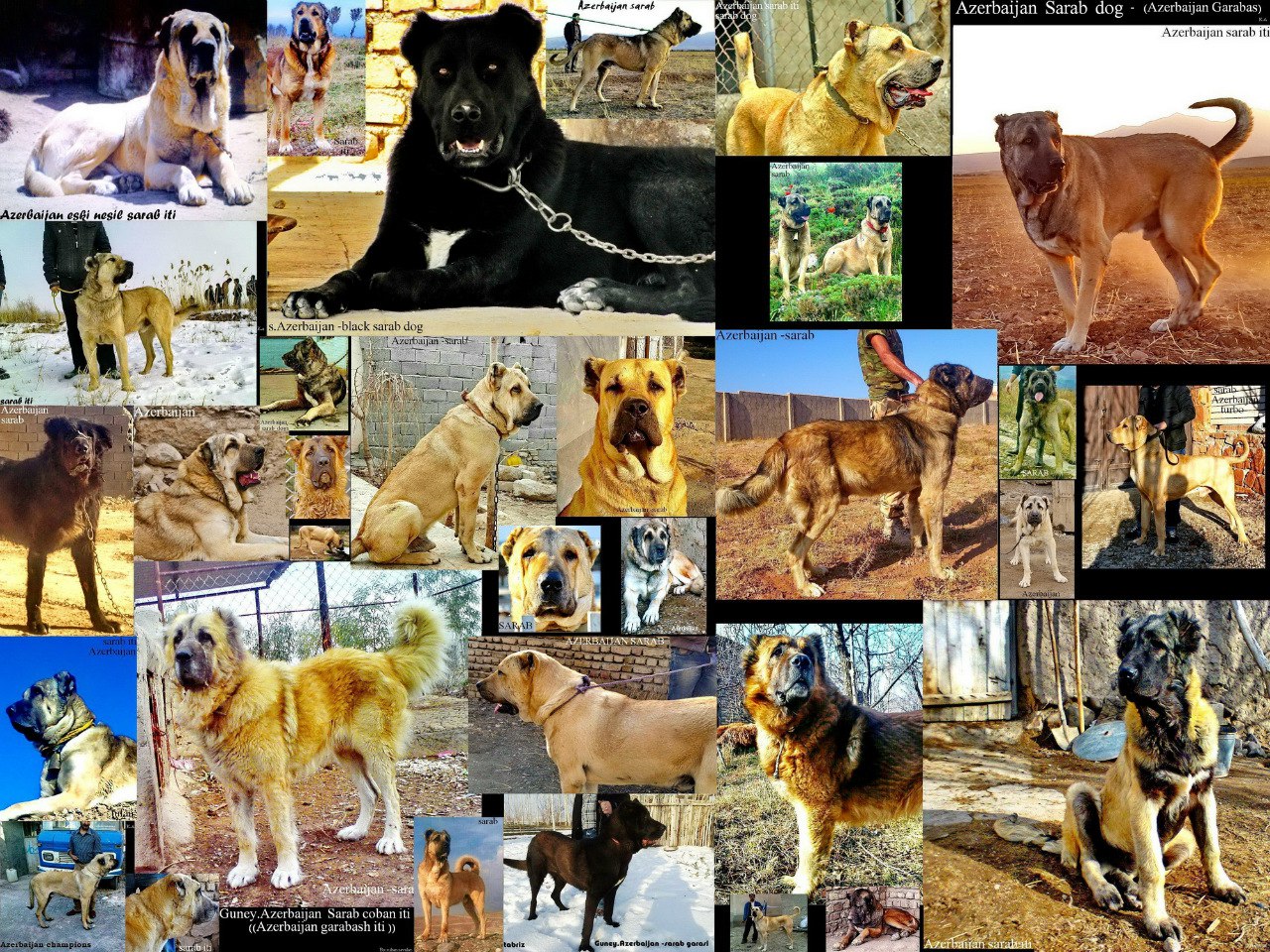 Azerbaijan sarab dog