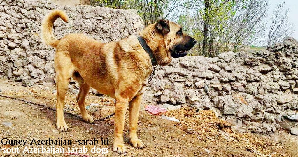 Azerbaijan sarab iti 
Azerbaijan sarab shepherds