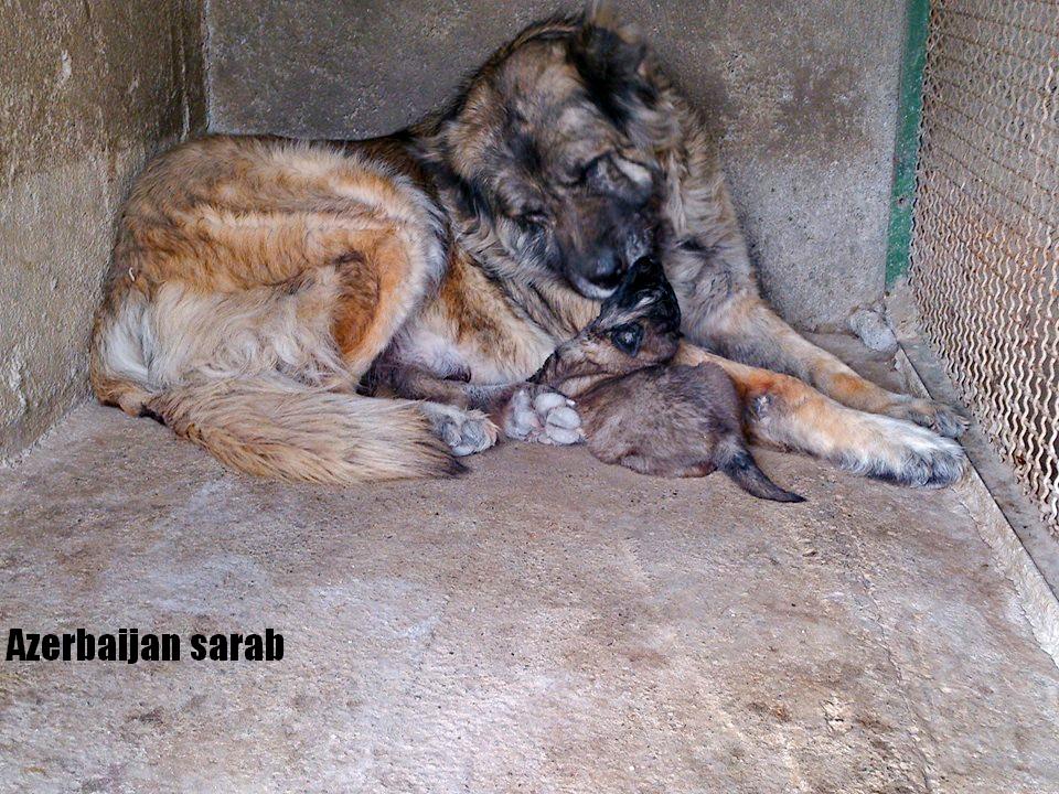 Azerbaijan Sheep Dog
Aboriginal dogs of Azerbaijan
Azerbaijan Shepherd Dog