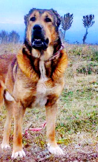 Azerbaijan Sheep Dog
Aboriginal dogs of Azerbaijan
Azerbaijan Shepherd Dog