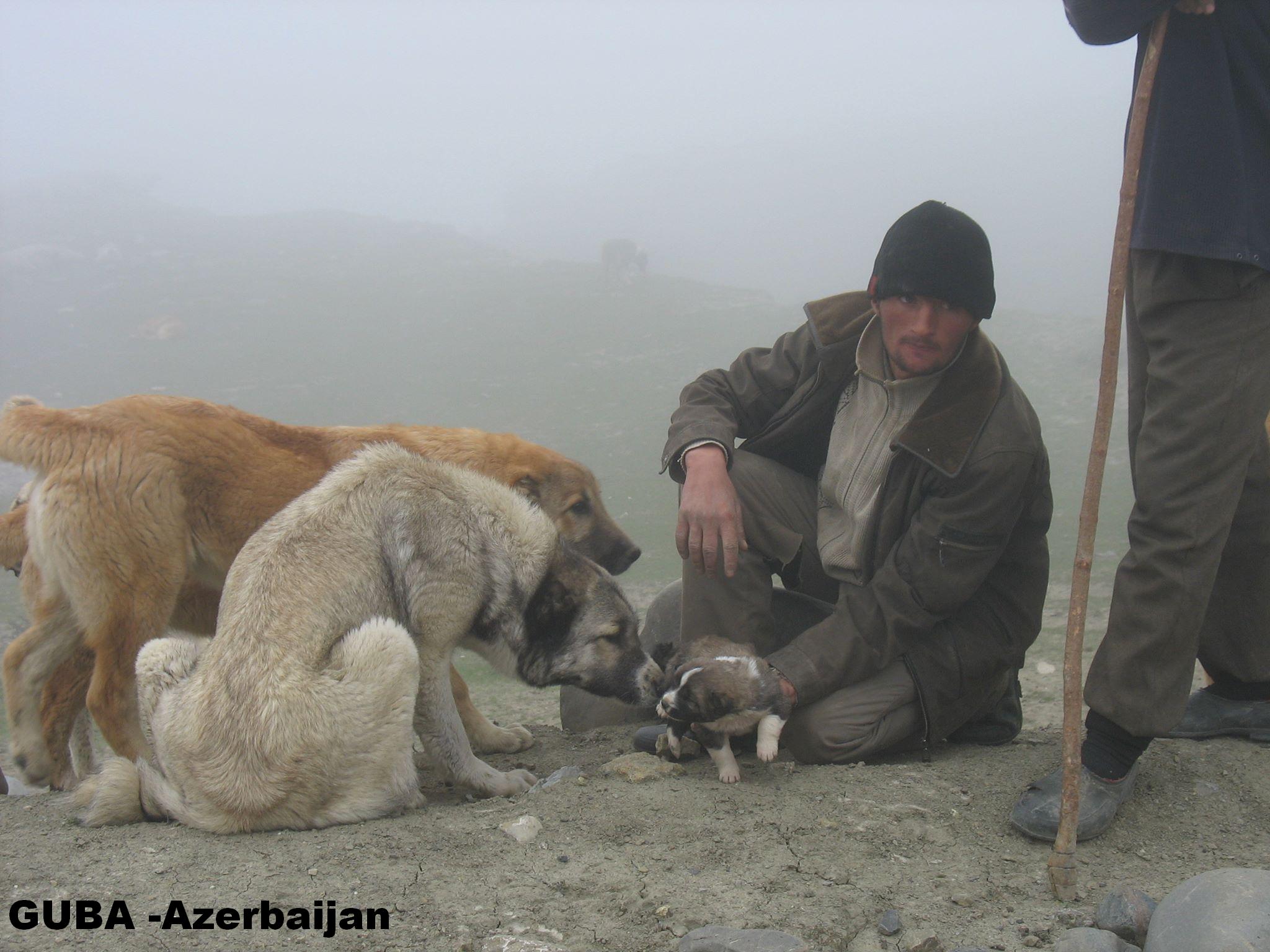 Azerbaijan Sheep Dog 

 azerbaijan breeds


Azerbaijan Dog Breeds