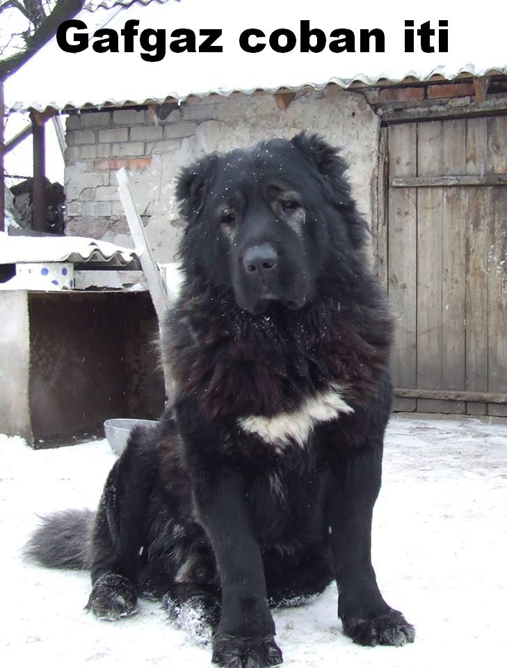 Azerbaijan Sheep Dog 

 azerbaijan breeds


Azerbaijan Dog Breeds