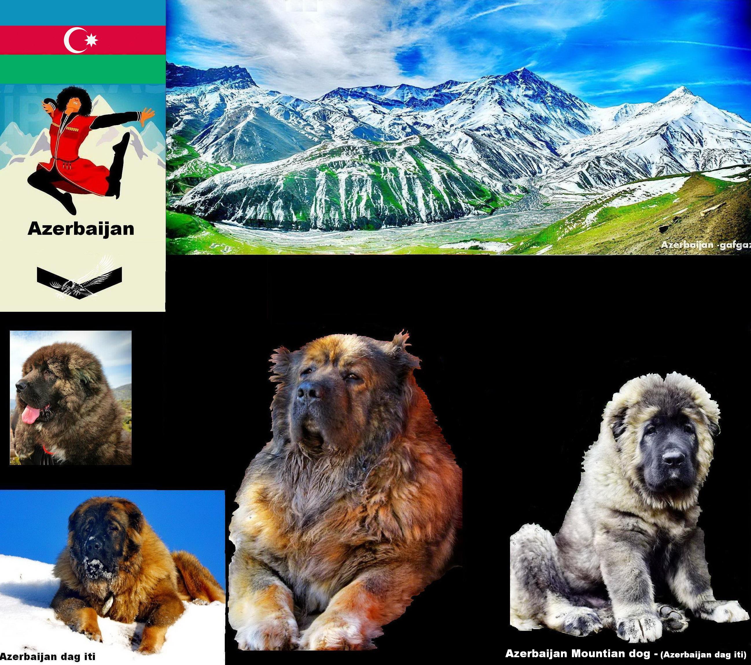 Azerbaijan Sheep Dog
Azerbaijan mountian Dog 
Azerbaijan mastiff