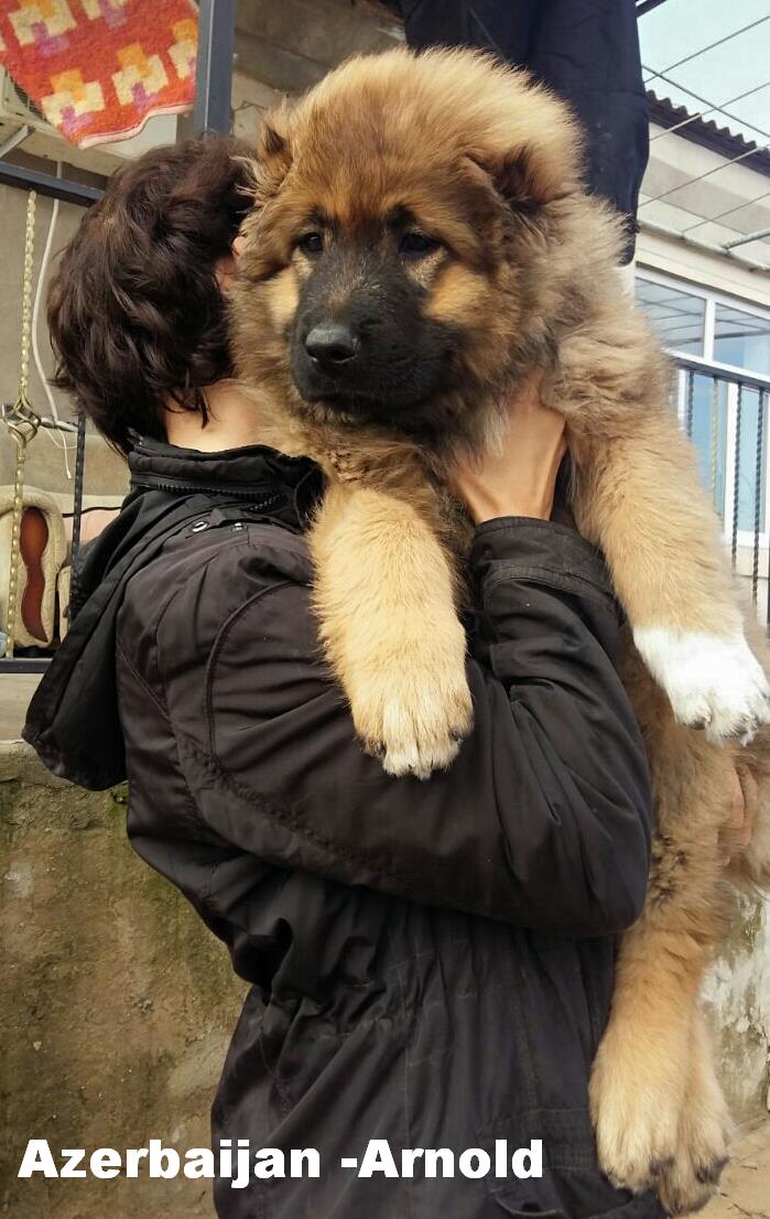 Azerbaijan Sheep Dog 

Azerbaijan mountian Dog 

Azerbaijan mastiff