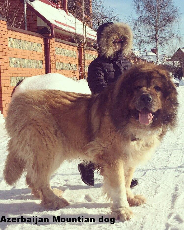 Azerbaijan Sheep Dog
Azerbaijan Shepherd Dog
Azerbaijan dag iti
Azerbaijan breeds