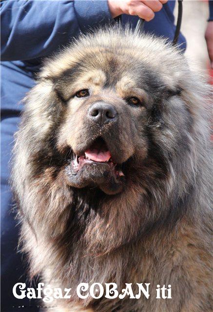 Azerbaijan shepherd 
Azerbaijan dag iti 
caucasian mountian dog Azerbaijan