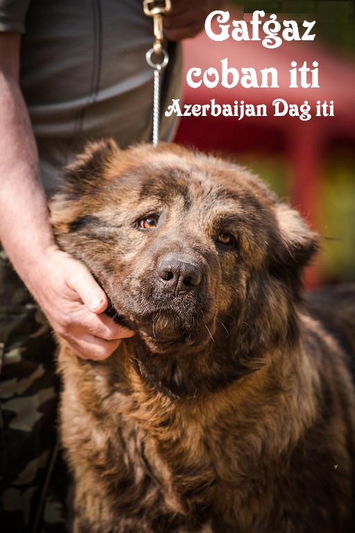 Azerbaijan shepherd 
Azerbaijan dag iti 
caucasian mountian dog Azerbaijan