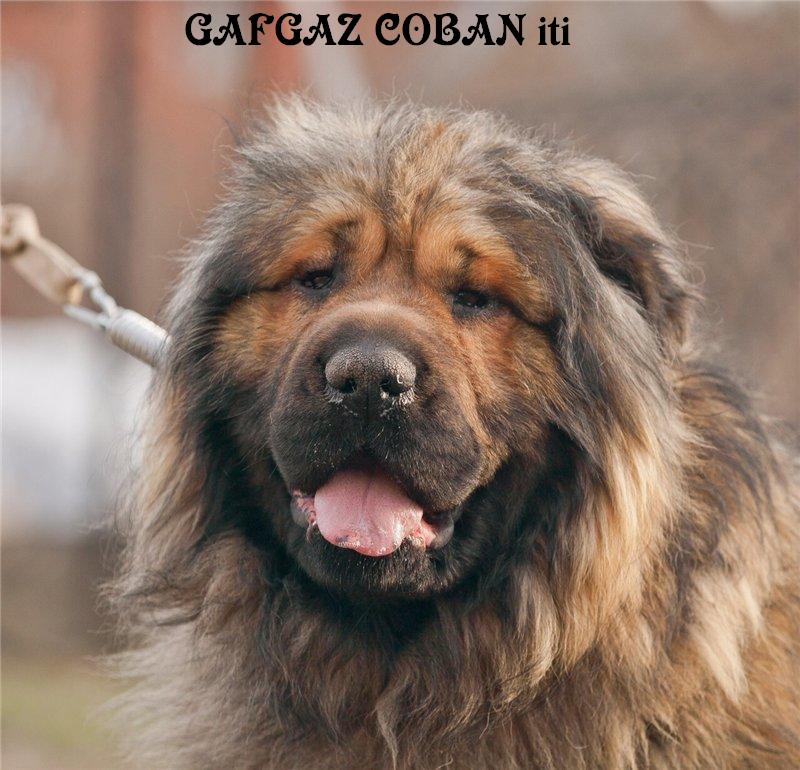 Azerbaijan shepherd 
Azerbaijan dag iti 
caucasian mountian dog Azerbaijan