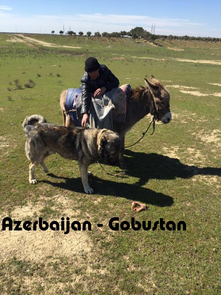 Azerbaijan Shepherd Dog
Aboriginal dogs of Azerbaijan