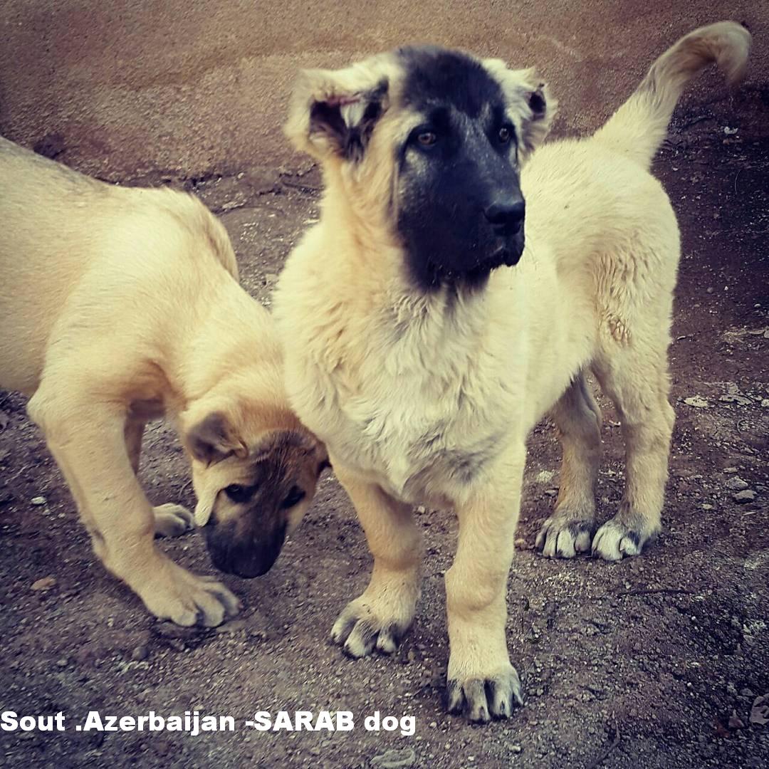 Azerbaijan Shepherd Dog