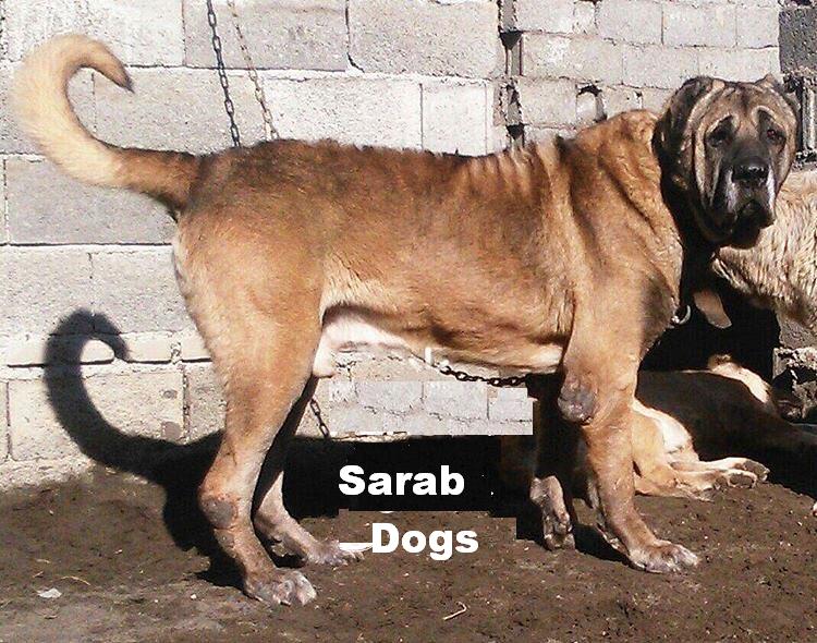 Azerbaijan Shepherd Dog