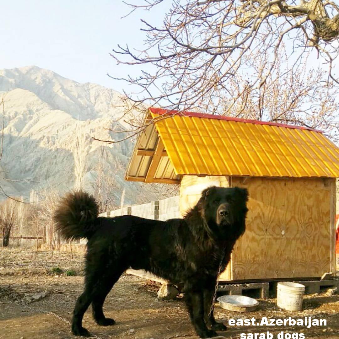Azerbaijan Shepherd Dog