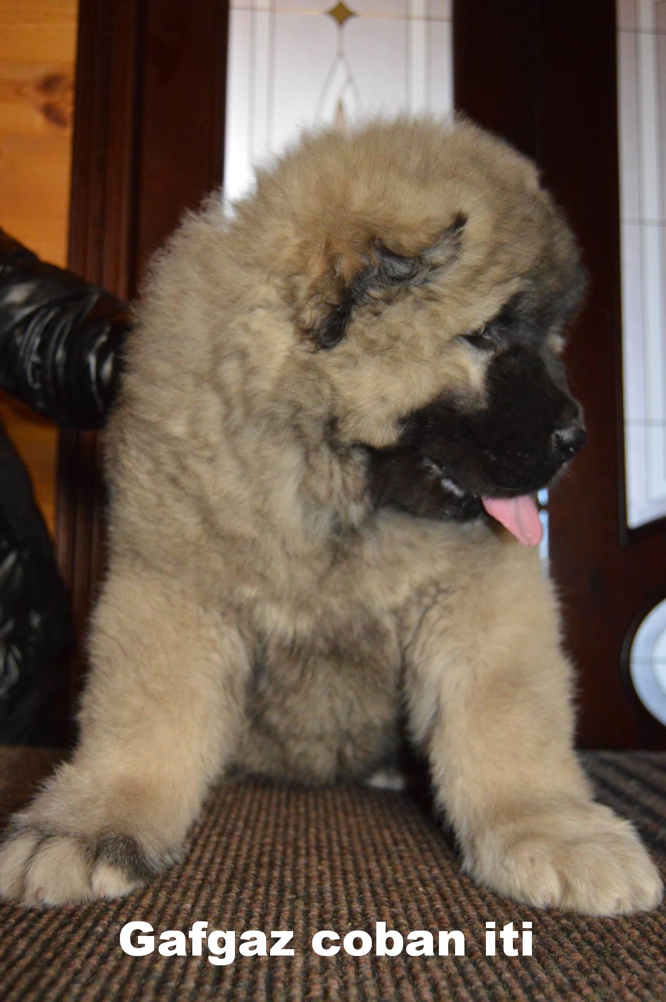 Azerbaijan Shepherd Dog
