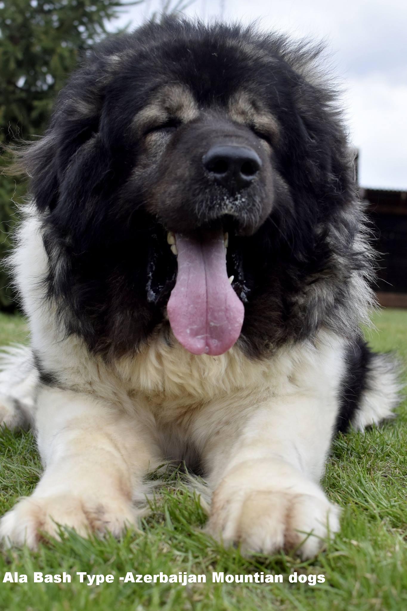 Azerbaijan Shepherd Dog
