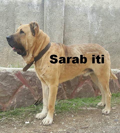 Azerbaijan Shepherd Dog