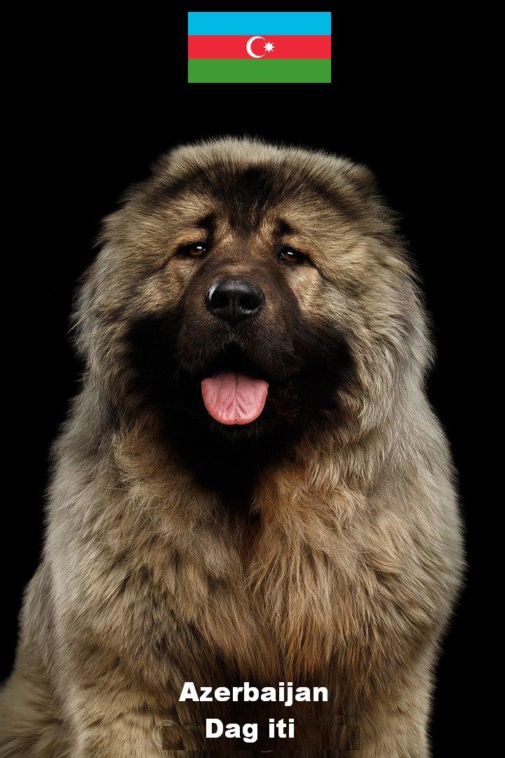 Azerbaijan Shepherd Dog