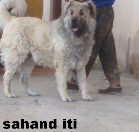 Azerbaijan Shepherd Dog